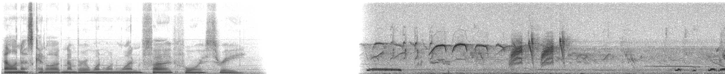 Tourterelle tigrine (suratensis/ceylonensis) - ML111543