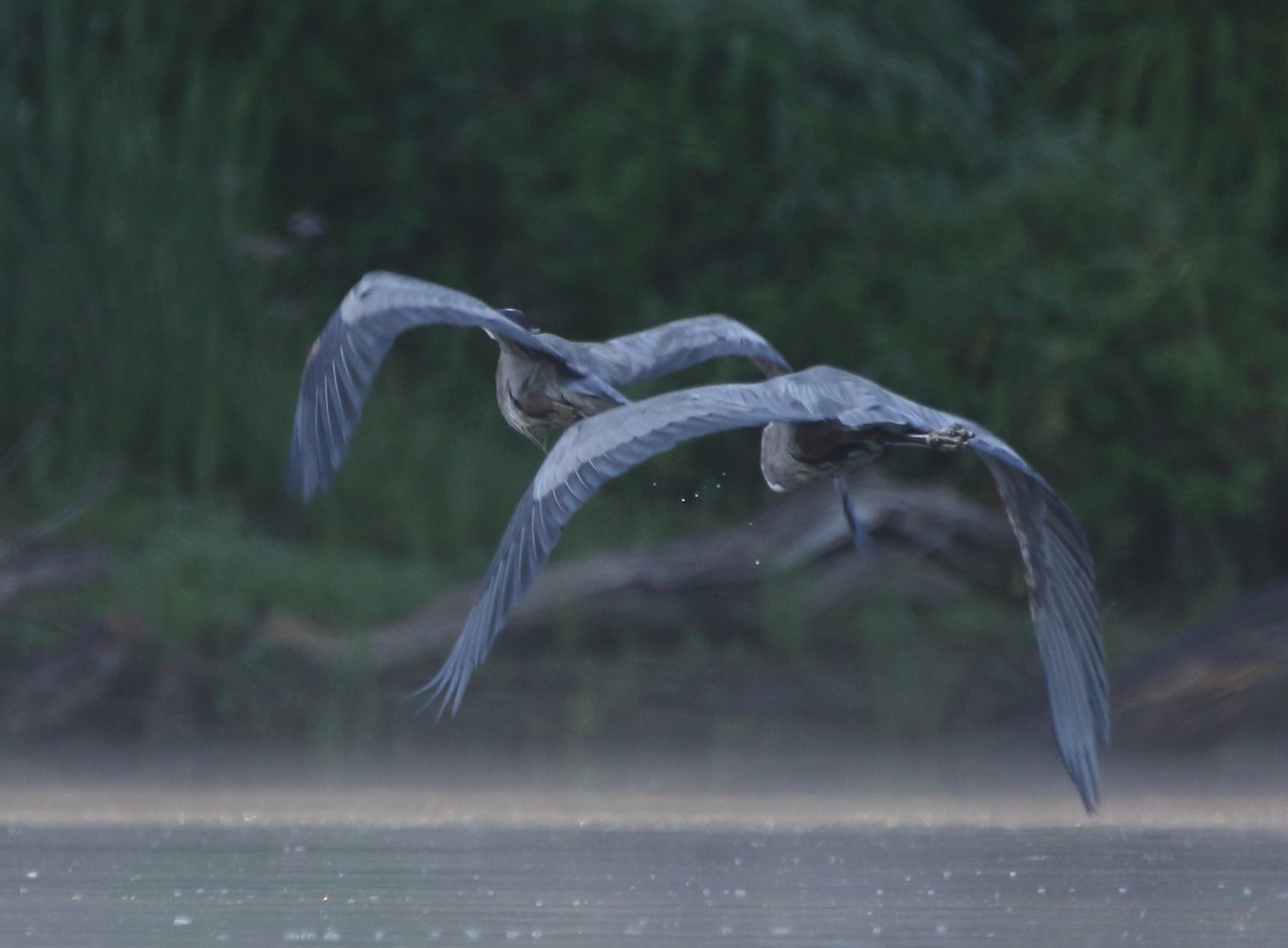 Great Blue Heron - ML111543541