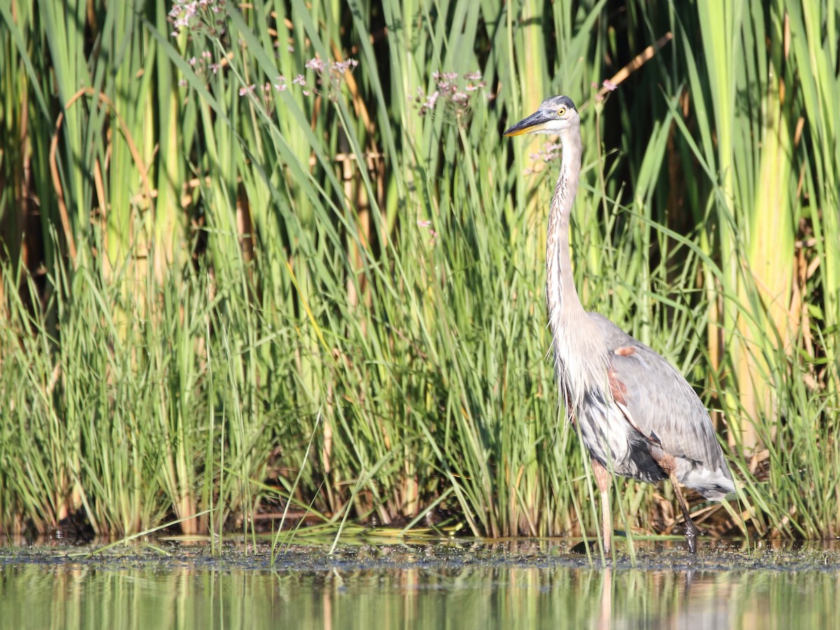 Great Blue Heron - Jeff Hullstrung