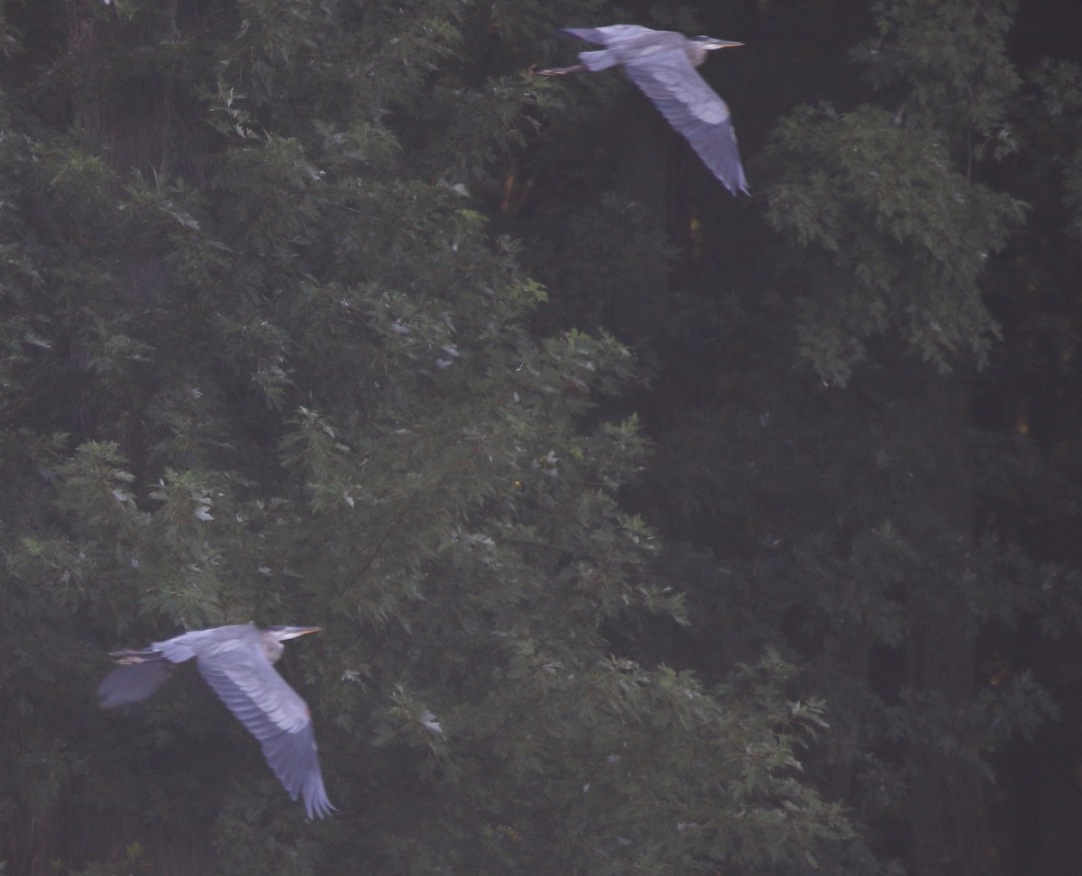 Great Blue Heron - Jeff Hullstrung