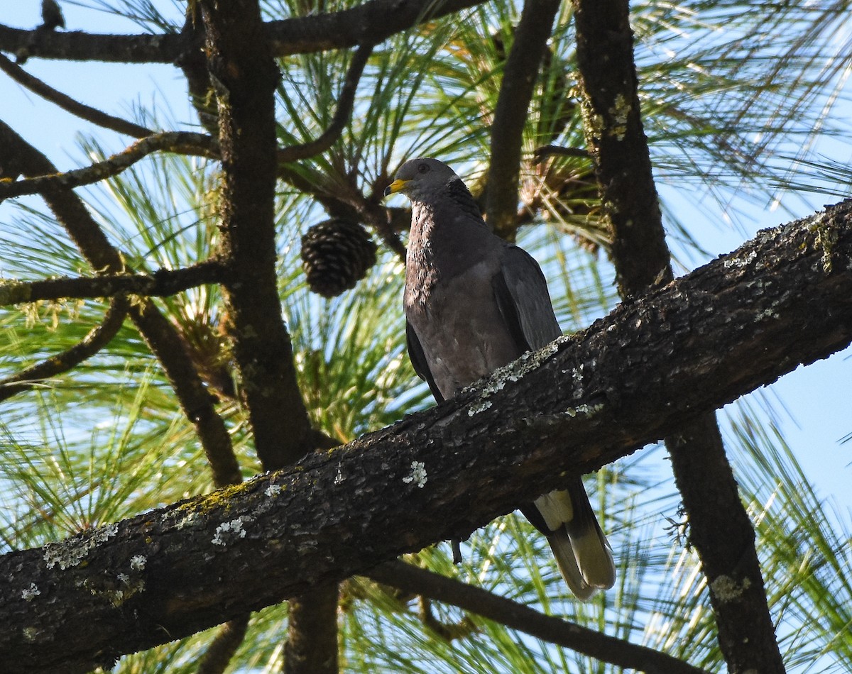 Band-tailed Pigeon - ML111544331