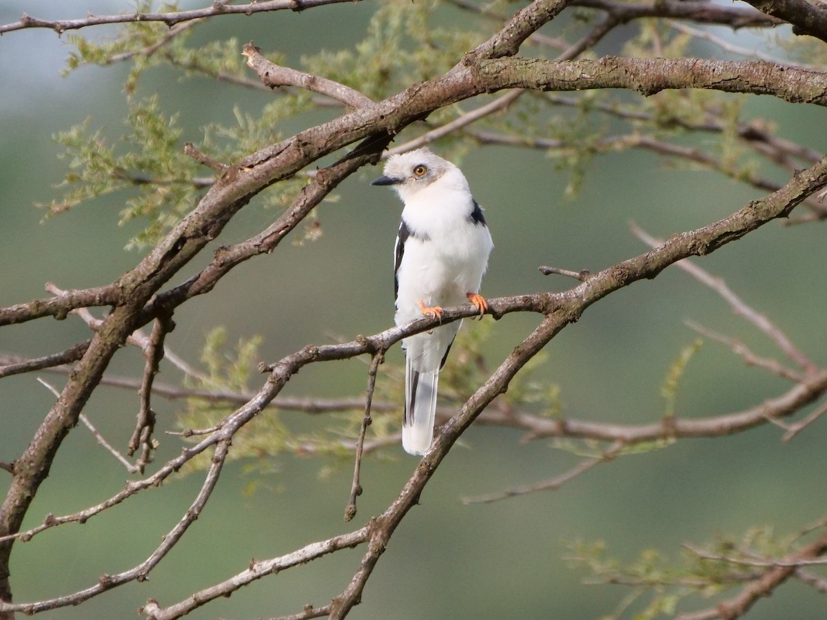 Gray-crested Helmetshrike - ML111544851