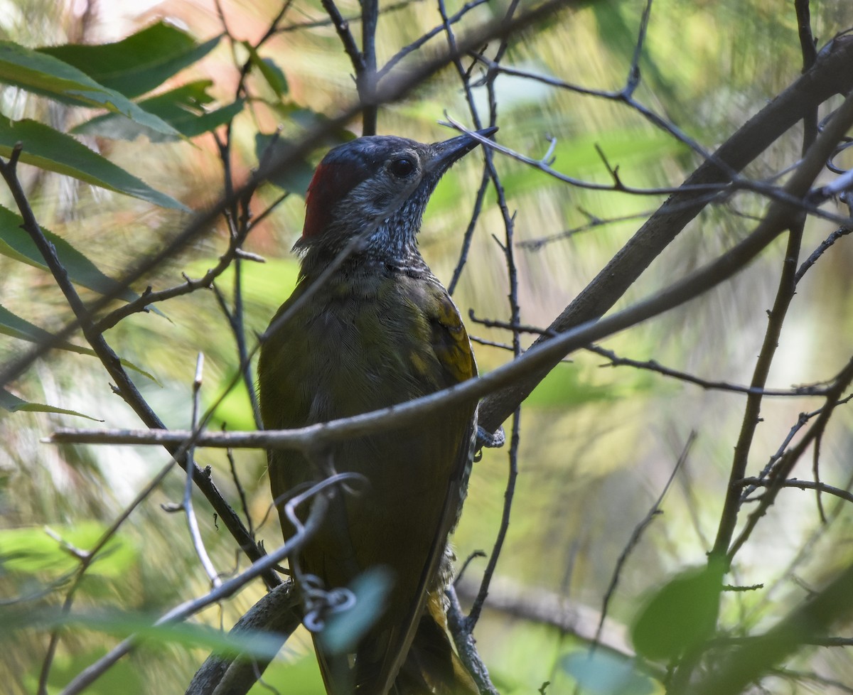 Golden-olive Woodpecker - ML111545221