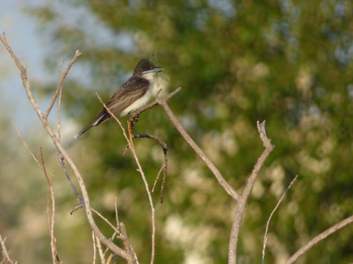 Eastern Kingbird - ML111545701