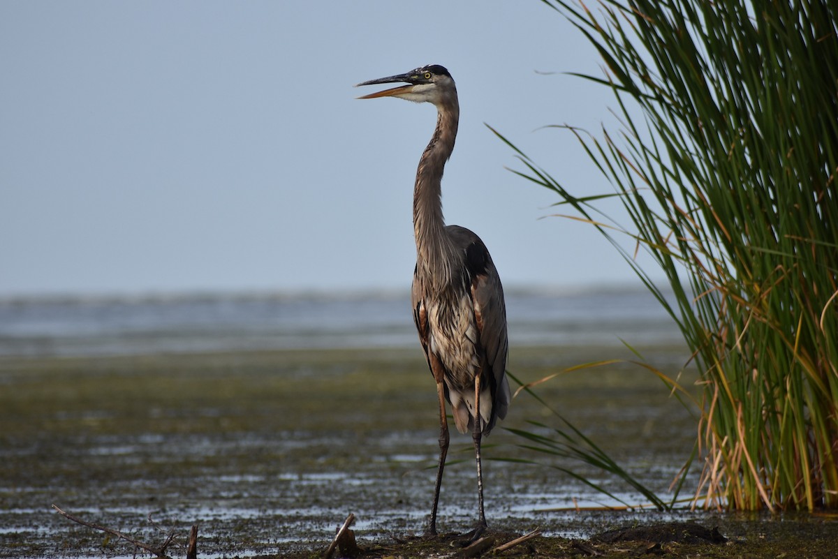 Great Blue Heron - Robert G. Buckert