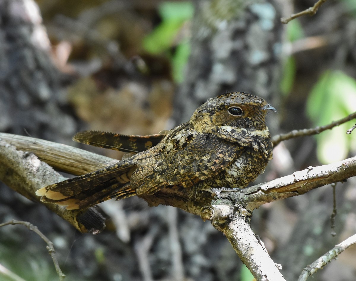 Mexican Whip-poor-will - Mauricio López