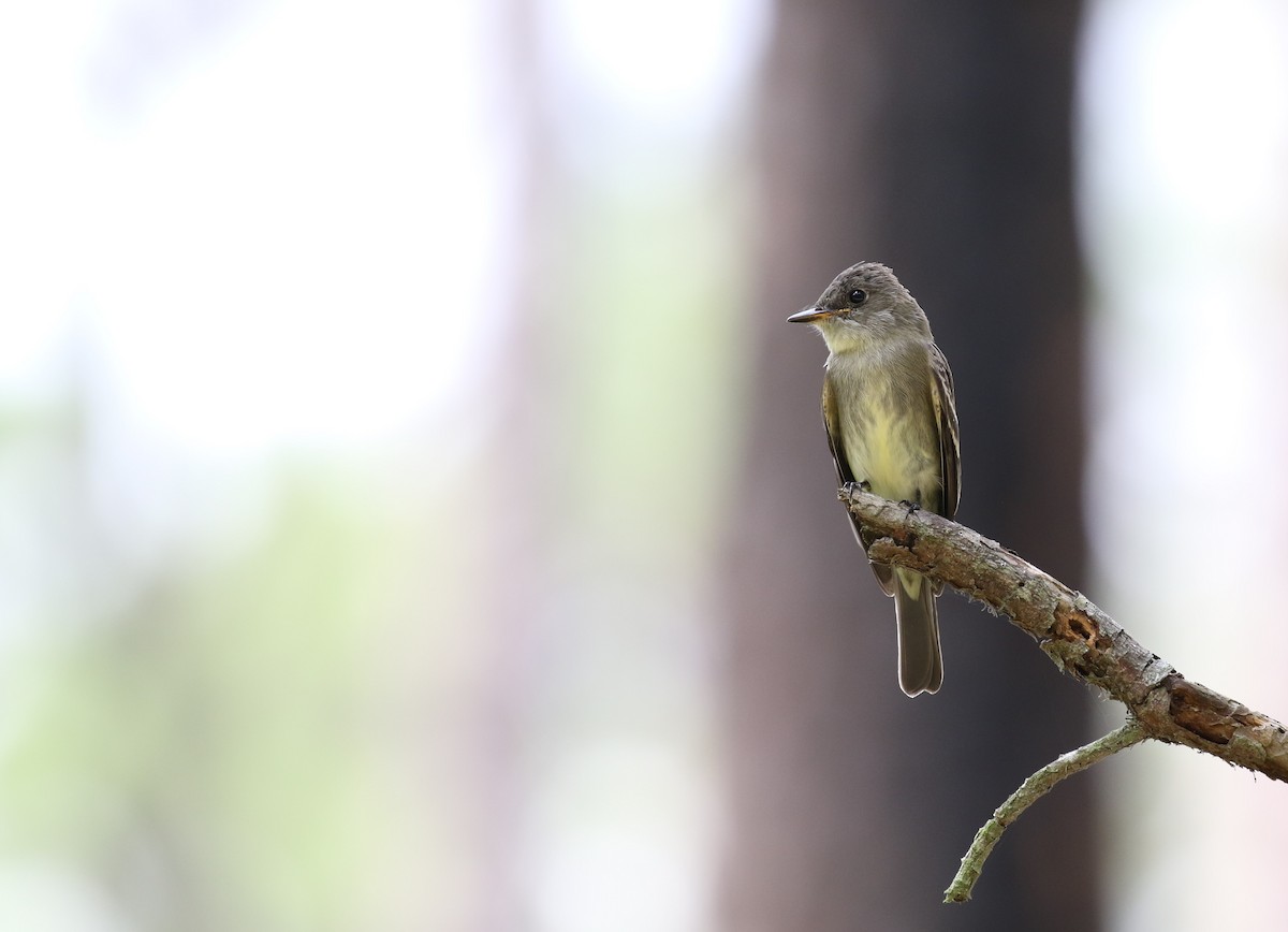 Eastern Wood-Pewee - ML111549351