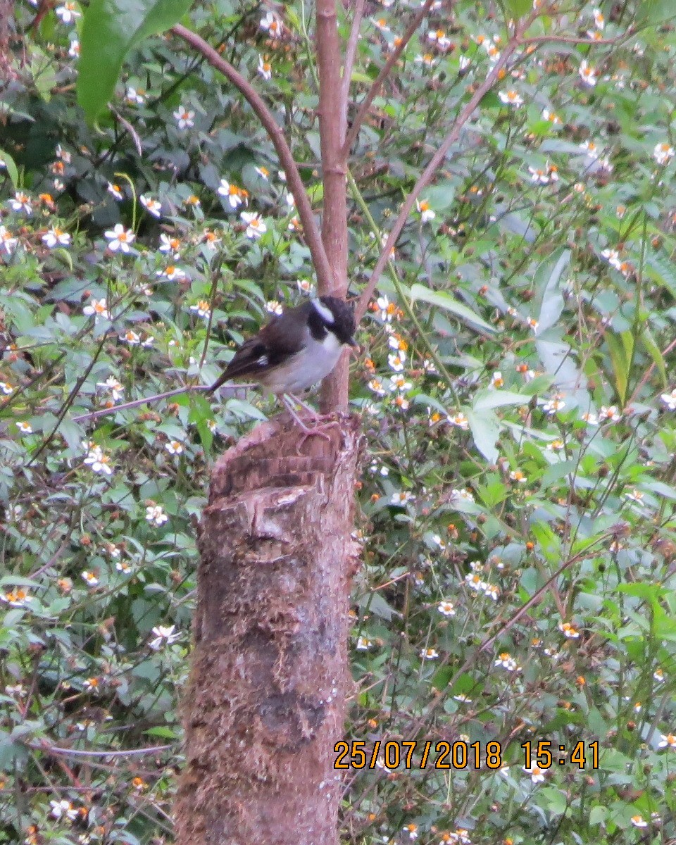 Black-capped Robin - ML111549511