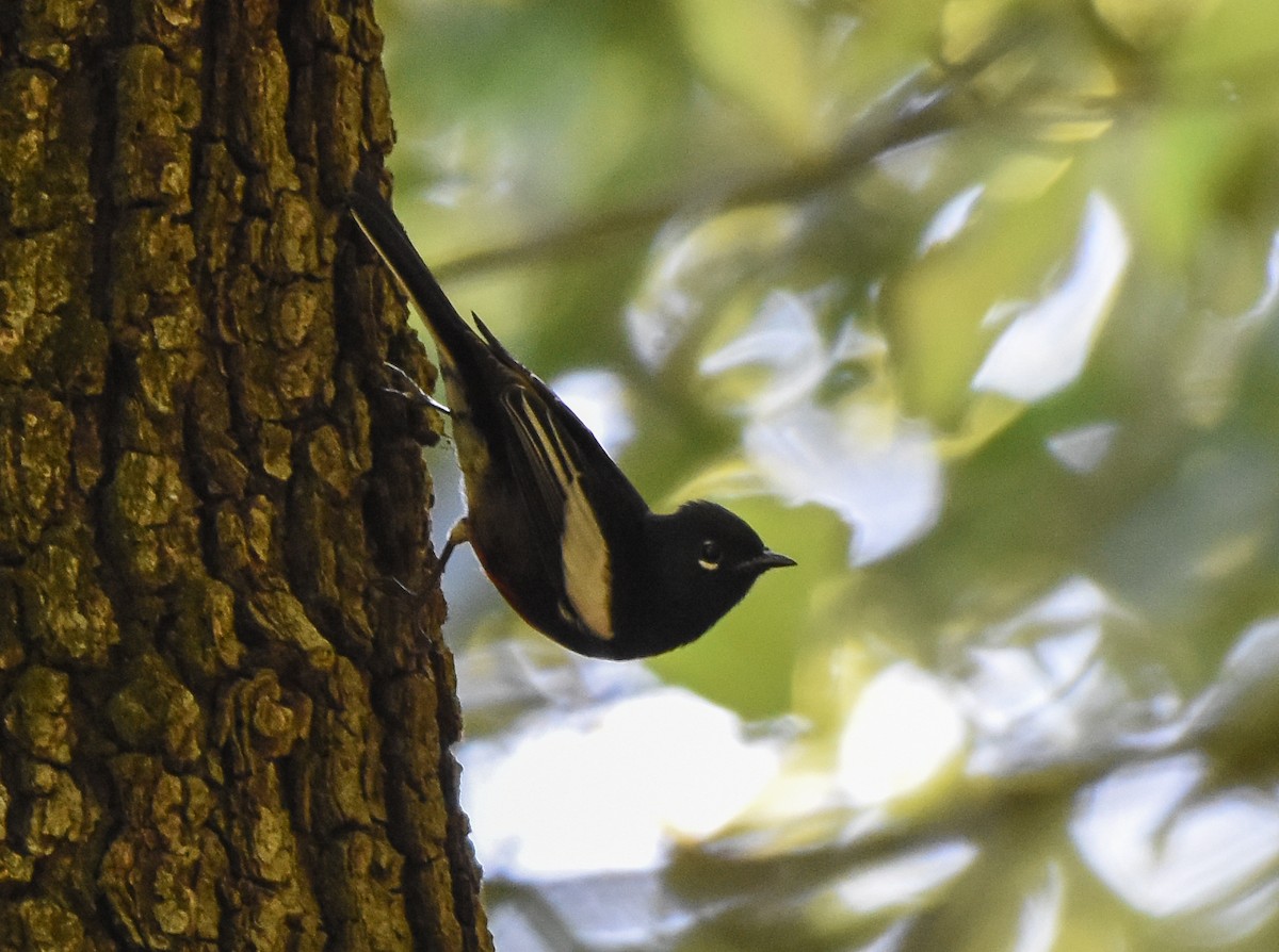 Painted Redstart - ML111549651