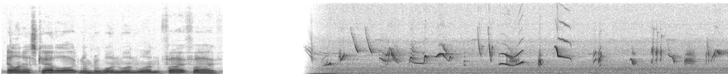 Curve-billed Thrasher - ML11155