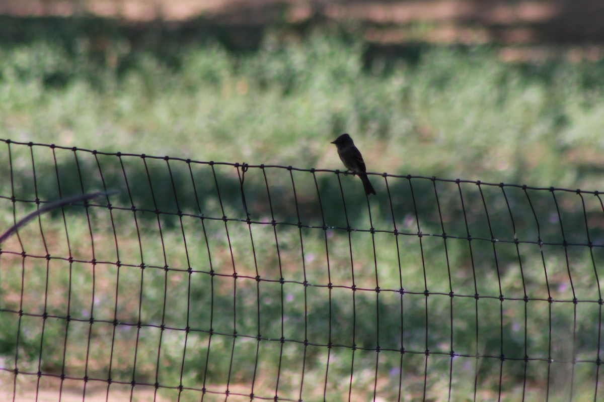 Western Wood-Pewee - ML111550211