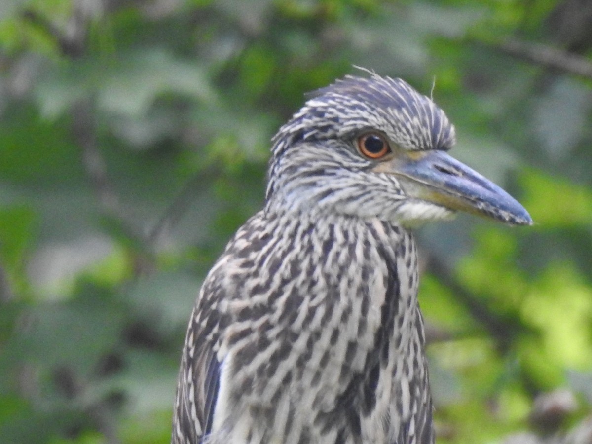Yellow-crowned Night Heron - ML111550861