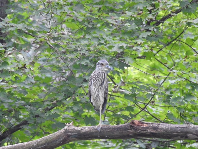Yellow-crowned Night Heron - ML111550941