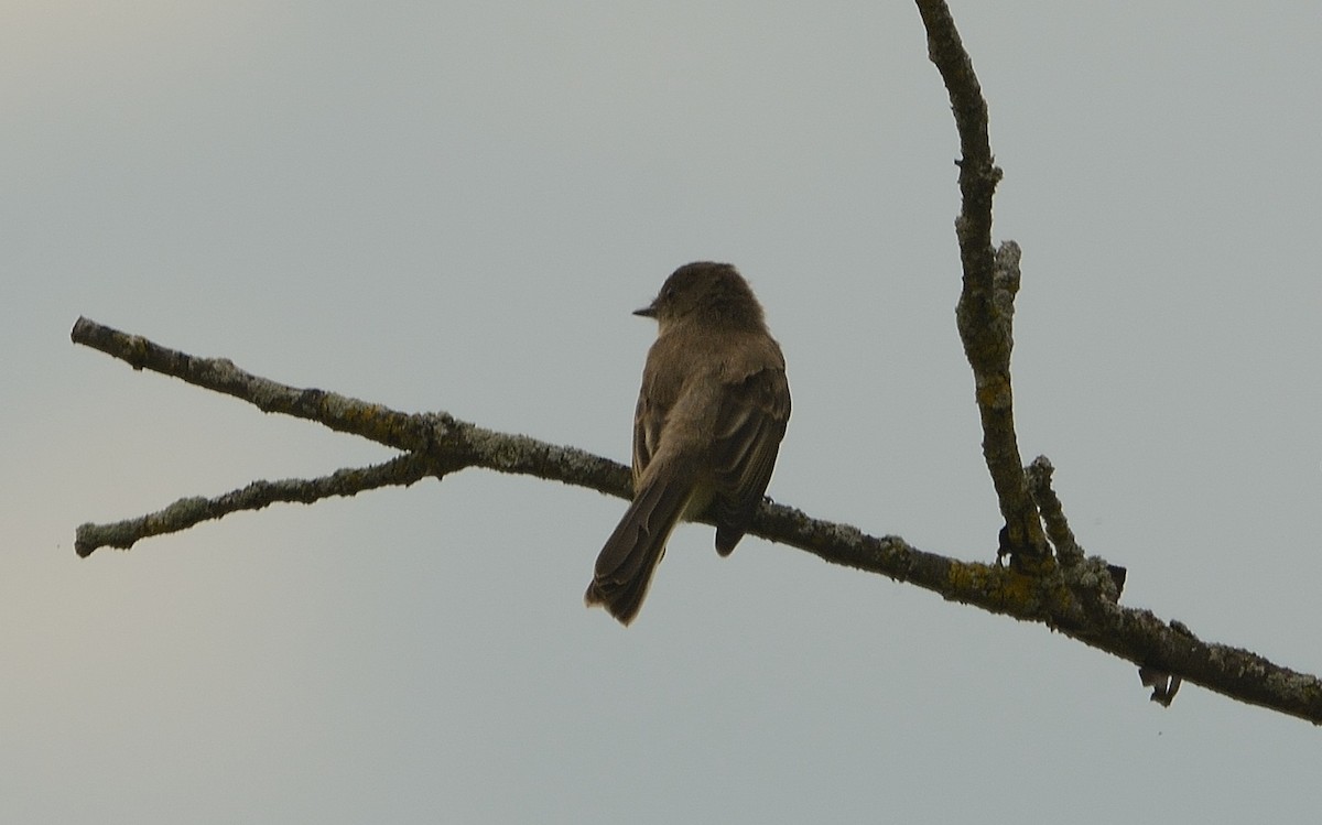 Eastern Phoebe - ML111551731