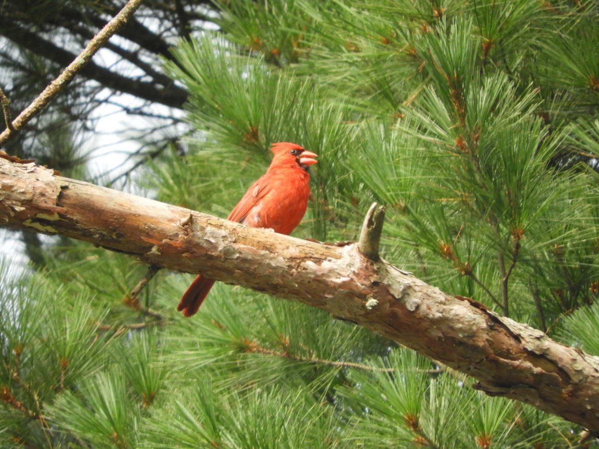 Cardinal rouge - ML111552351