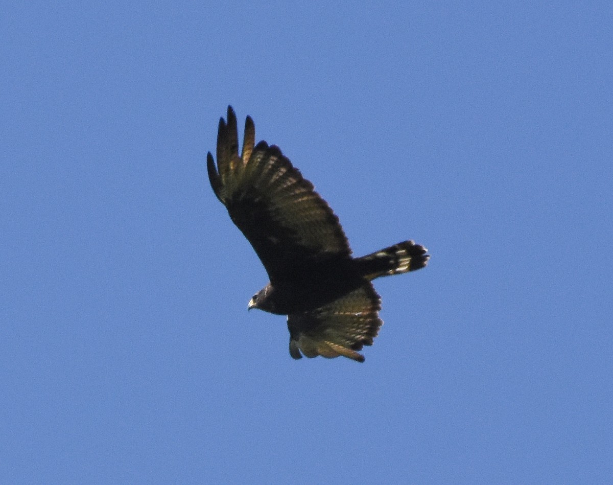 Zone-tailed Hawk - ML111552741