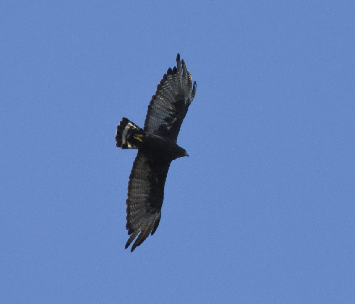 Zone-tailed Hawk - ML111552751