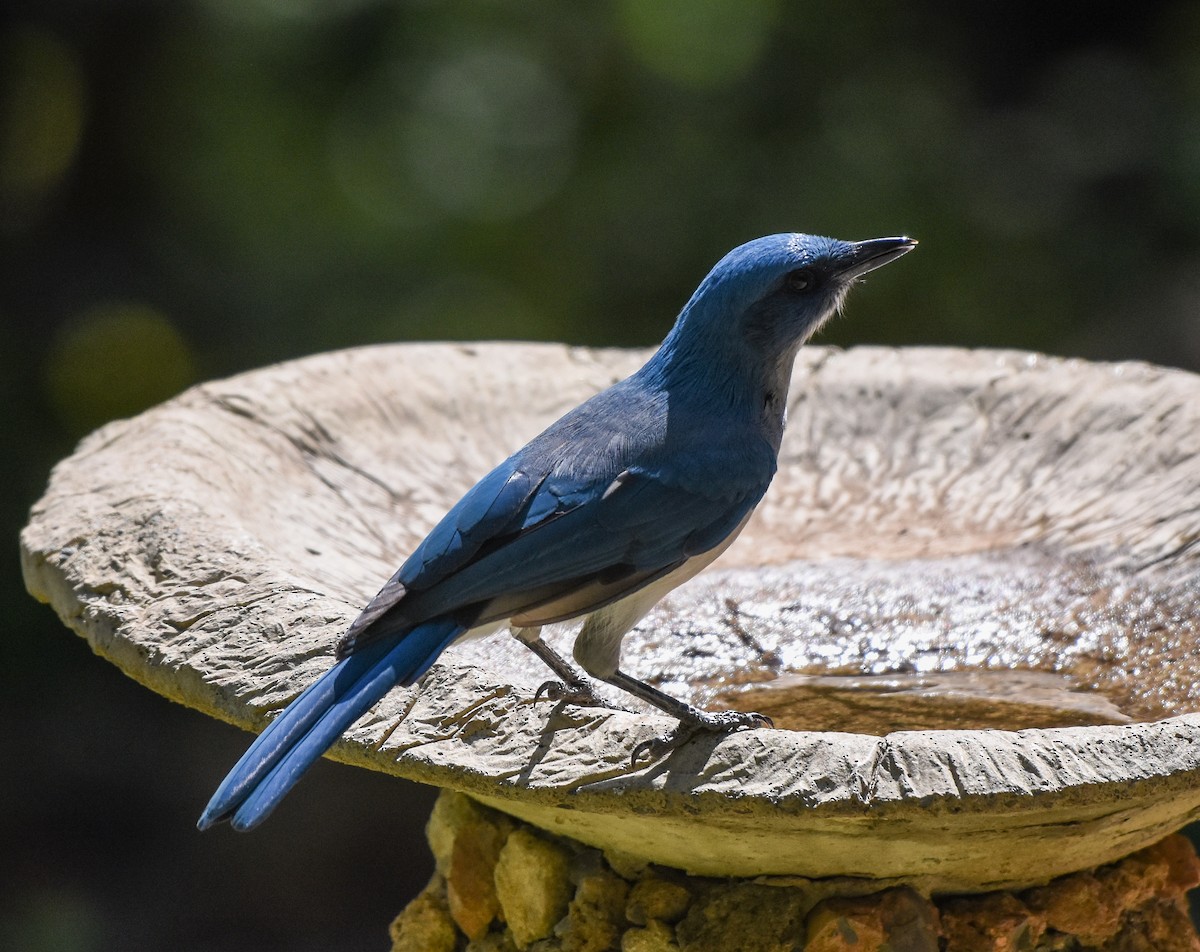 Mexican Jay - ML111554421