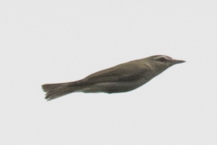 Red-eyed Vireo - David Brown