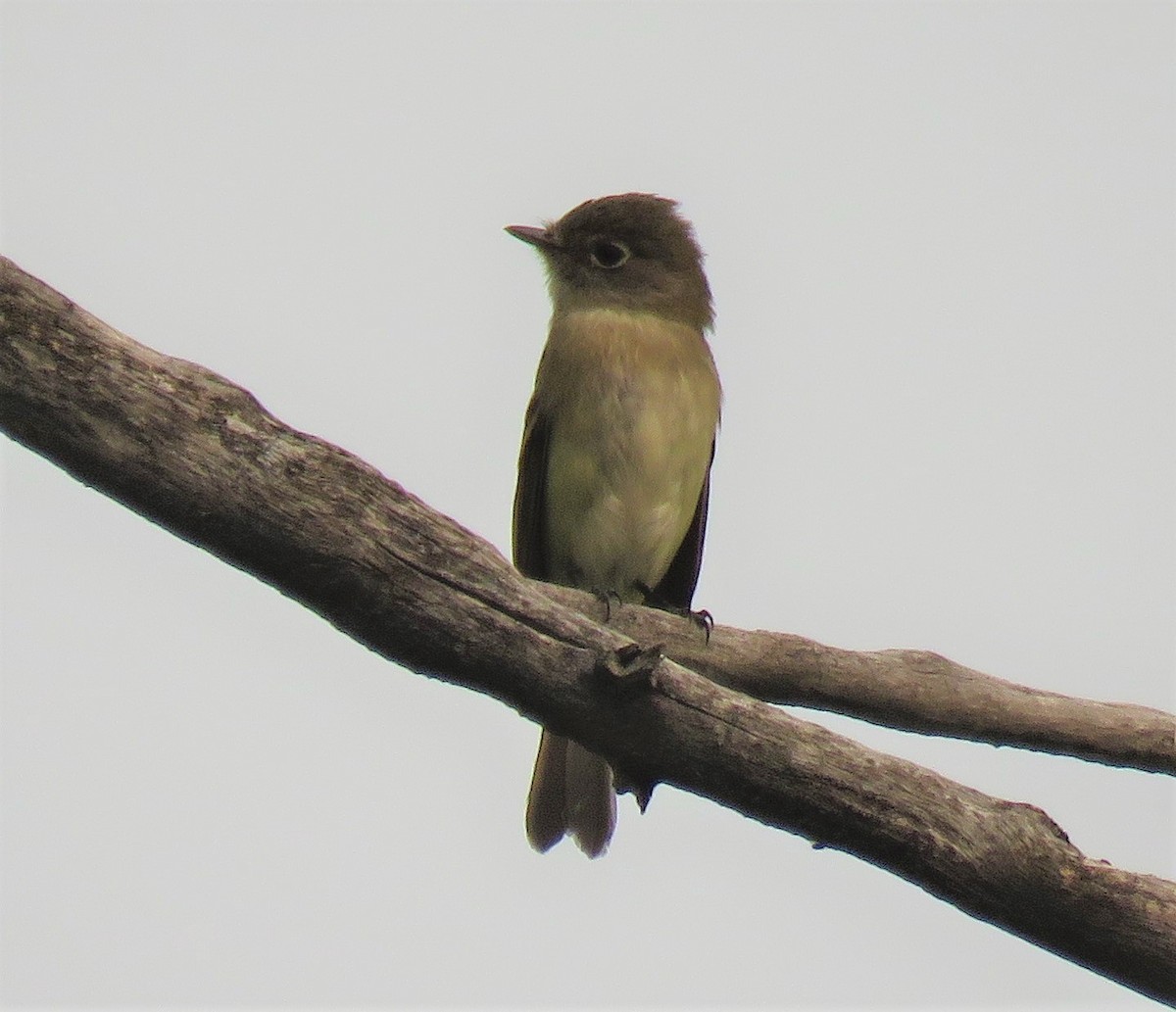 Dusky Flycatcher - ML111556401