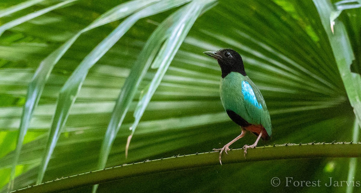 Western Hooded Pitta - Forest Botial-Jarvis