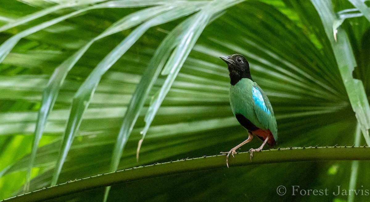 Western Hooded Pitta - Forest Botial-Jarvis