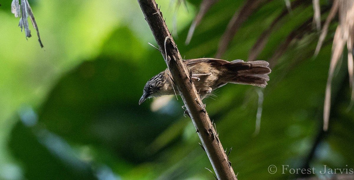 Brown Tit-Babbler - Forest Botial-Jarvis