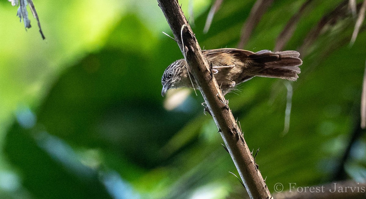 Brown Tit-Babbler - ML111557391