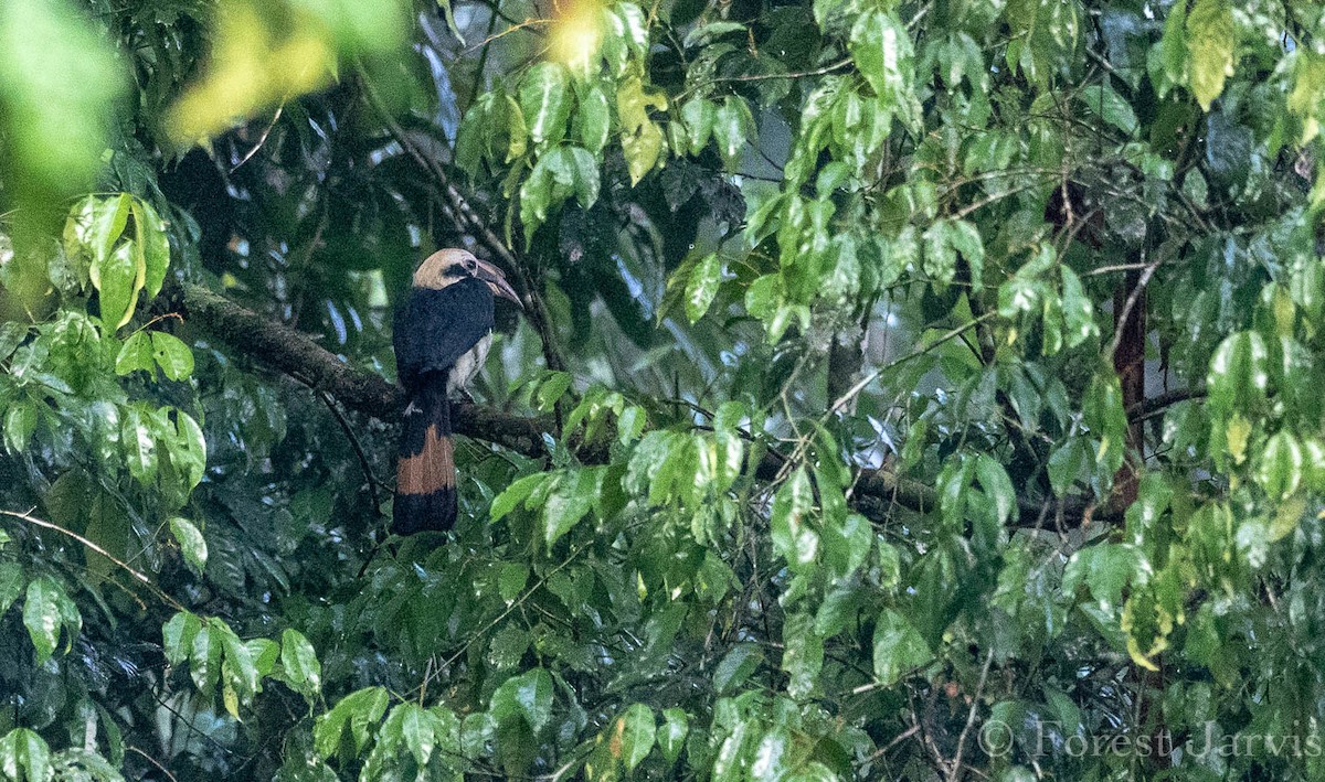 Mindanao Hornbill - ML111558001