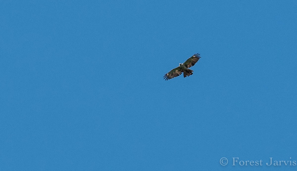 Pinsker's Hawk-Eagle - Forest Botial-Jarvis