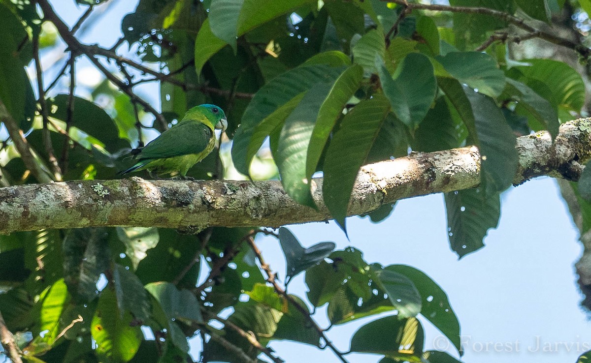 Filipin Raket Kuyruklu Papağanı - ML111559281