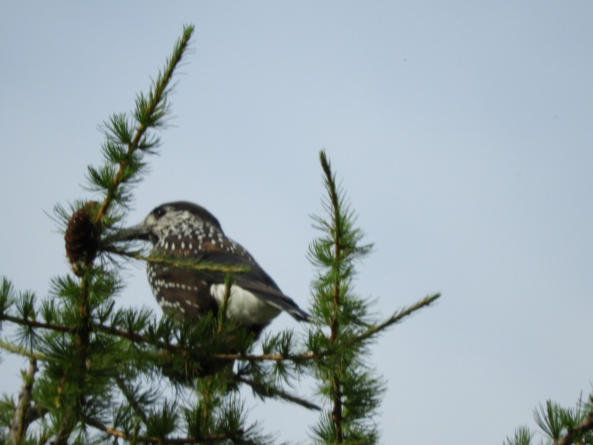 Intxaurjalea - ML111559891