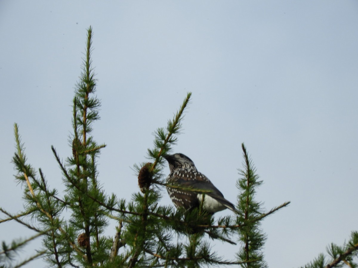 Intxaurjalea - ML111559901