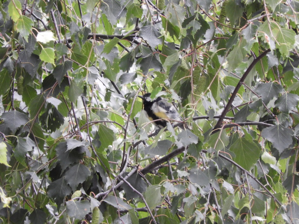 Kaskabeltz handia - ML111559991