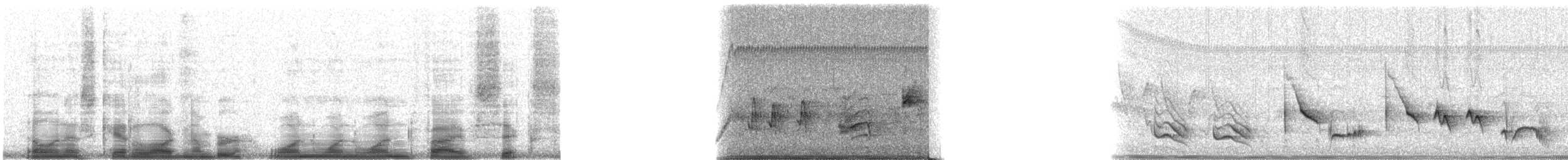 Curve-billed Thrasher - ML11156