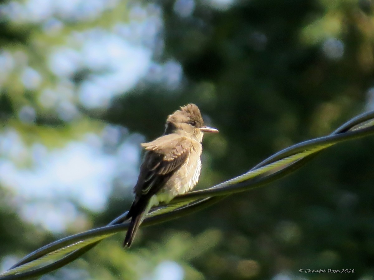 Olive-sided Flycatcher - ML111560101