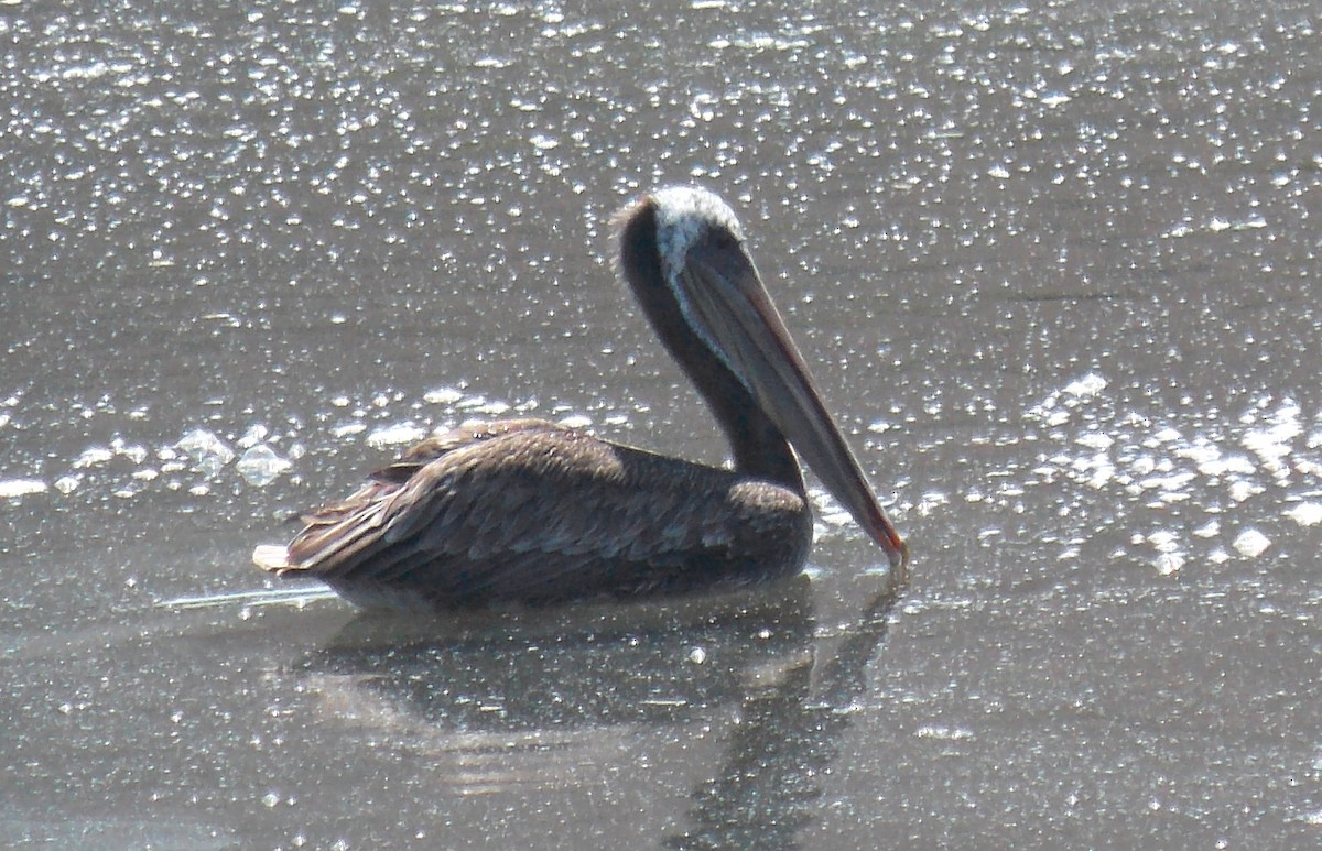 pelikán hnědý - ML111560201