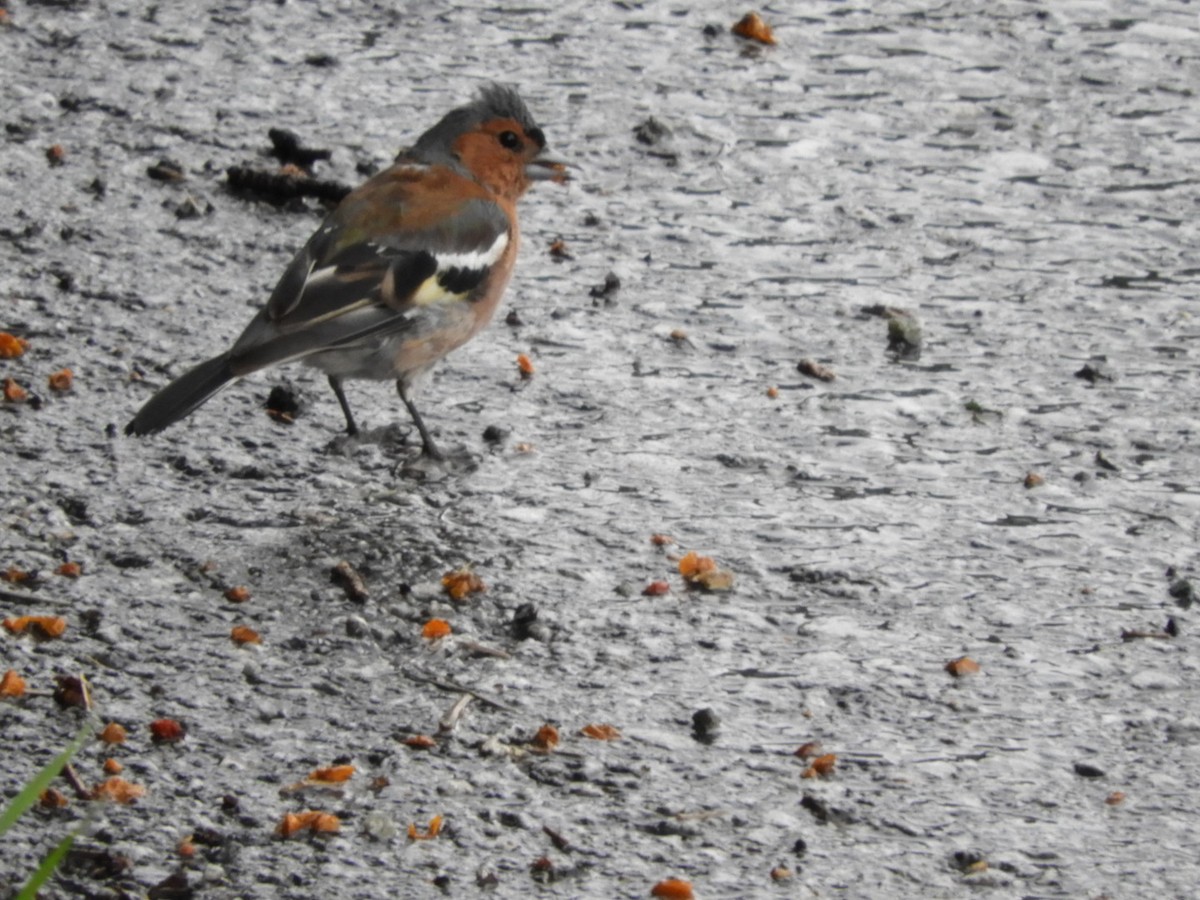 Txonta arrunta - ML111560461