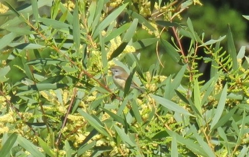 Brown Gerygone - Alan Coates