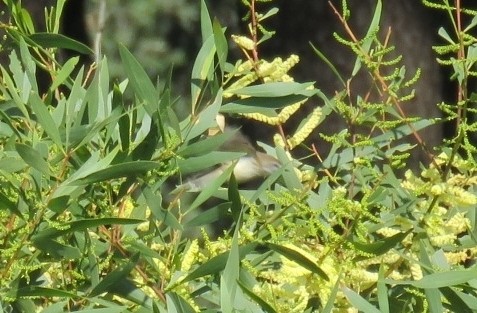 Brown Gerygone - Alan Coates