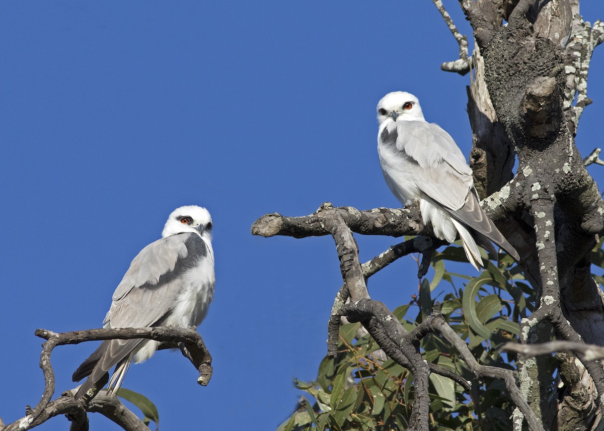 Black-shouldered Kite - ML111561731