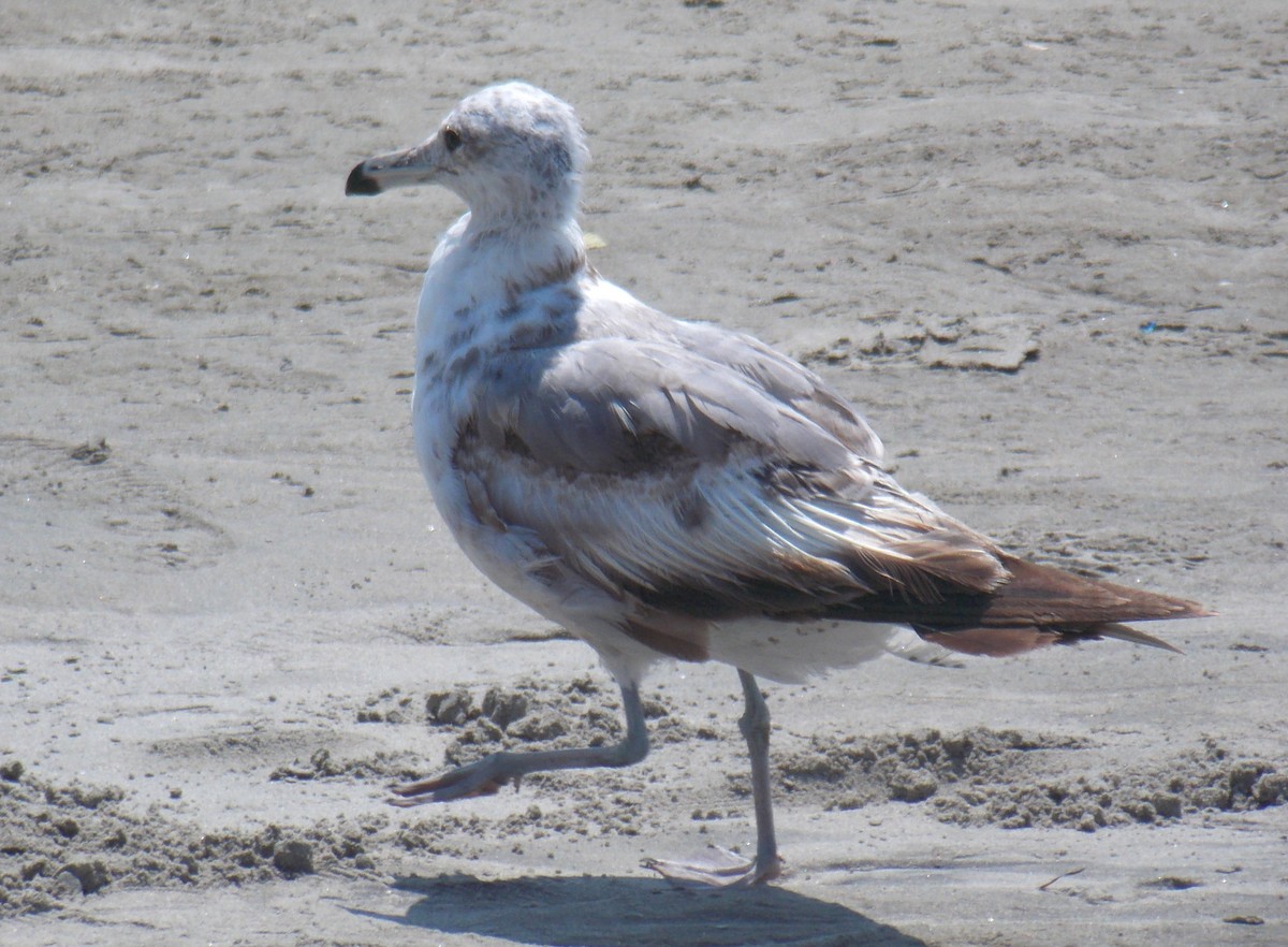 California Gull - ML111562041