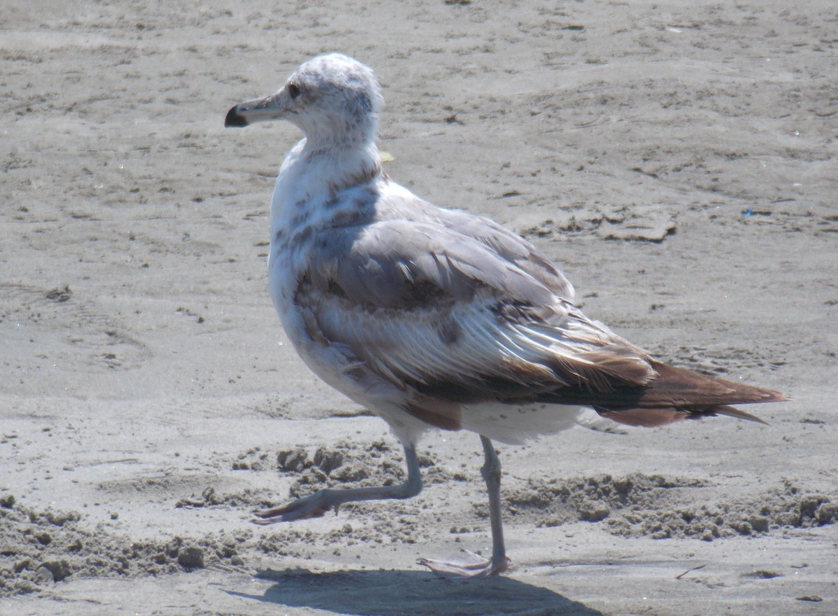 Goéland de Californie - ML111562041