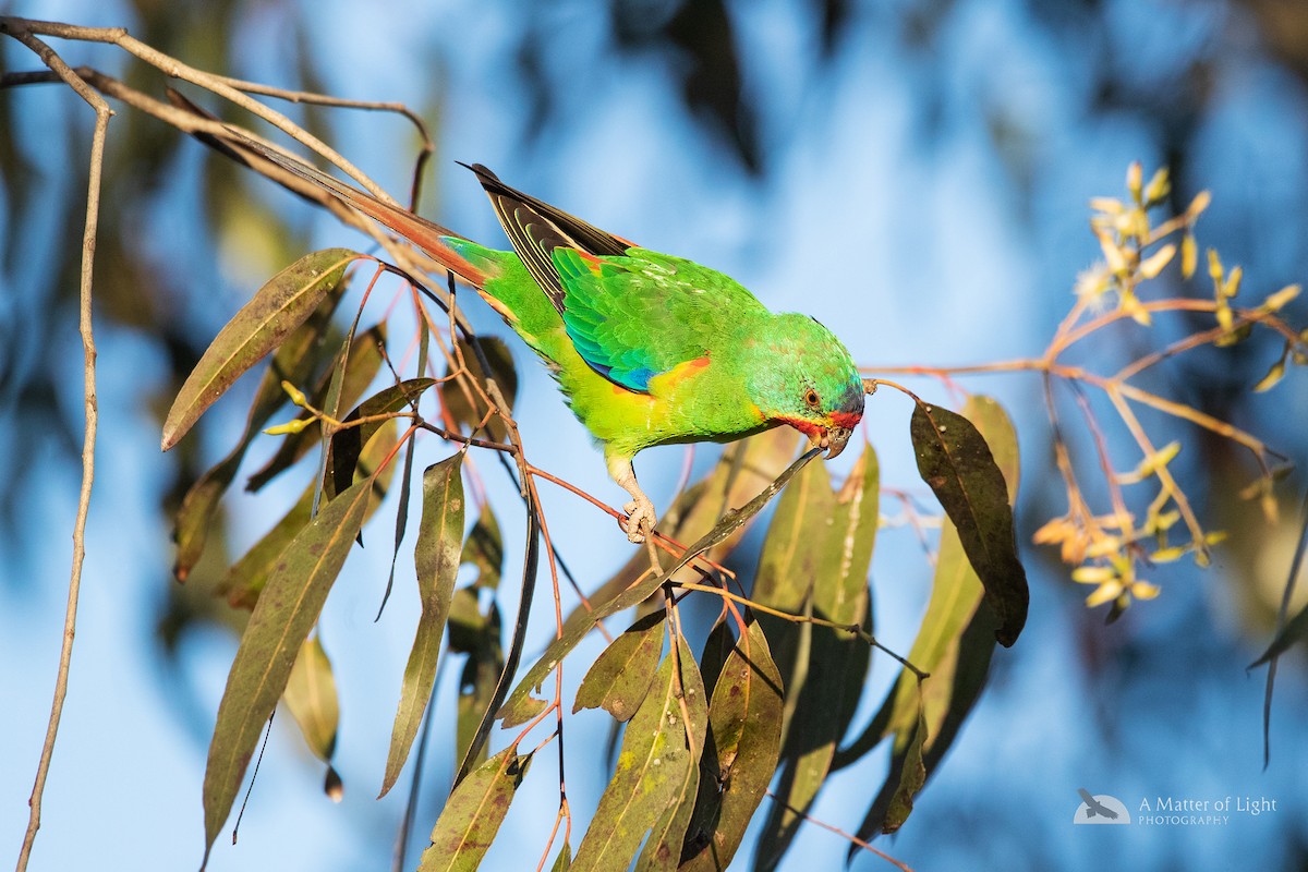 ML111562231 - Swift Parrot - Macaulay Library