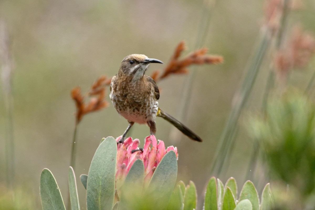 Cape Sugarbird - Anonymous