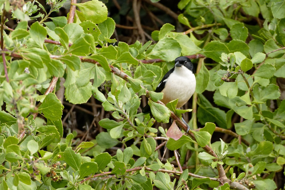 Southern Boubou - Anonymous