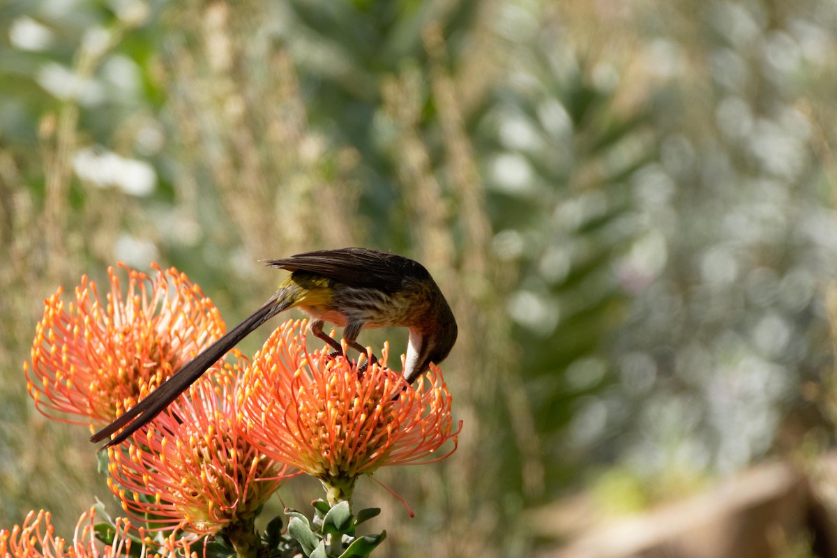 Cape Sugarbird - Anonymous