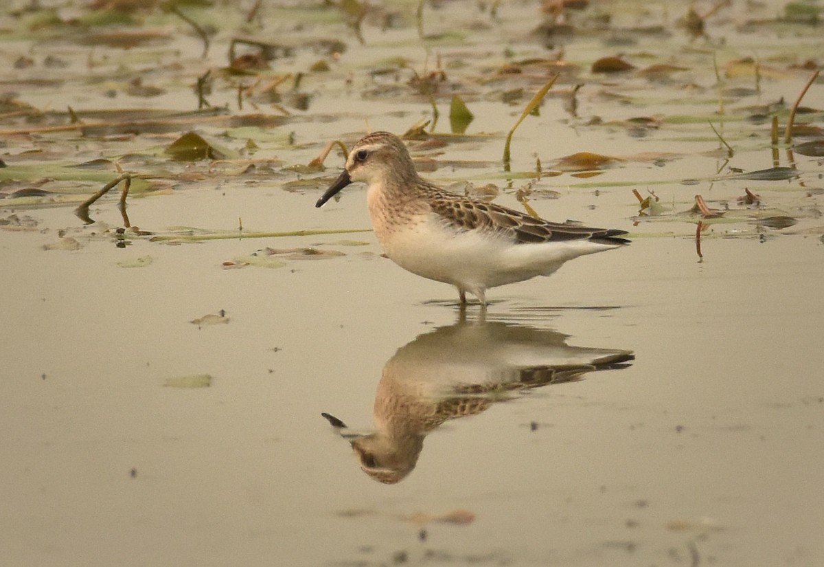 Semipalmated Sandpiper - Roger Beardmore