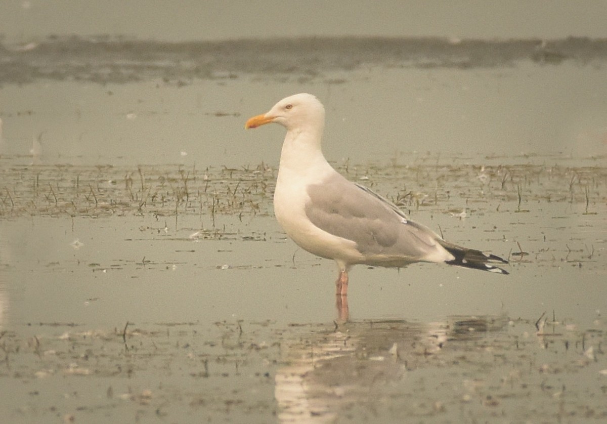 Herring Gull - Roger Beardmore