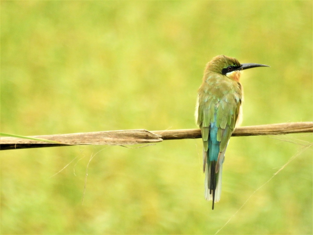 Blue-tailed Bee-eater - Sita Susarla